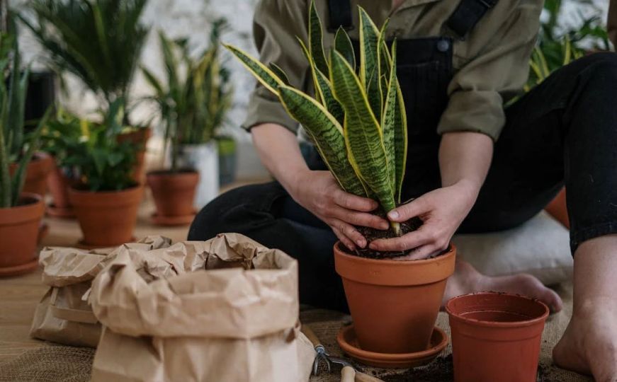 Kako njegovati biljku svekrvin jezik tokom zime: Pogledajte koji je najbolji postupak