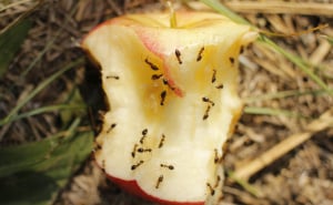 Ovo mogu samo oni sa dobrim vidom: Mrav se skrio među leptire, pronađite ga za 10 sekundi