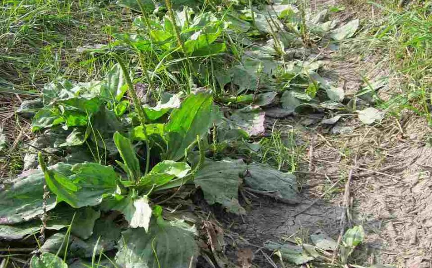 Uradite ovo u vrtu prije velikih minusa: U proljeće ćete biti zadovoljni