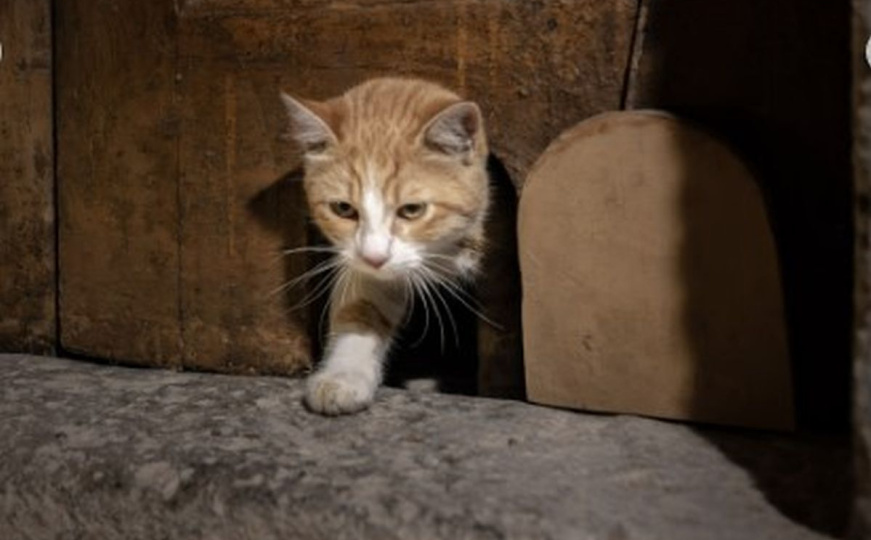 Nova atrakcija za turiste u Istanbulu: Restaurirana posebna vrata za mačke u Topkapi palači