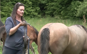 Šaptačica konjima: Lamija Džigal-Bektešević se vratila iz Nizozemske u BiH kako bi živjela svoj san