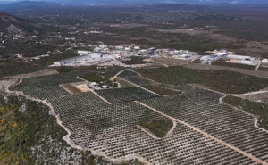 Od kamenjara do zlatnih medalja: Najveći maslinik na Balkanu nalazi se u Hercegovini
