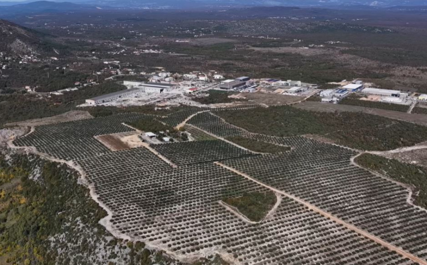 Od kamenjara do zlatnih medalja: Najveći maslinik na Balkanu nalazi se u Hercegovini