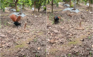 Kobra se našla oči u oči s pticom: Kraj borbe je za mnoge iznenađenje