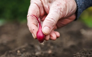 Savjeti stručnjaka: Do kada se u jesen može saditi luk?