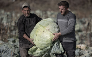 U Turskoj uzgojili džinovski kupus: "Koristimo drevno sjeme koje potiče od naših djedova"