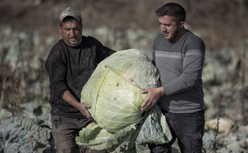 U Turskoj uzgojili džinovski kupus: "Koristimo drevno sjeme koje potiče od naših djedova"