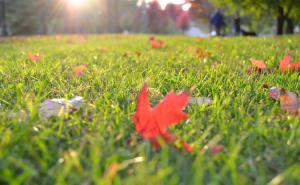 Želite savršen travnjak na proljeće? Ovo biste sad trebali uraditi