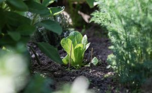 Neobičan savjet stručnjaka: Koristite u vrtu kesice od čaja