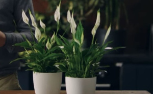 Pravilna njega mirnog lijljana: Tajna uspješnog uzgoja