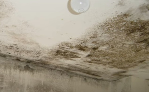 Zaboravite na hemikalije: Prirodna metoda da se riješite plijesni jednom zauvijek