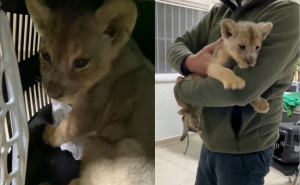 Neobičan slučaj na aerodromu: Turske vlasti zaplijenile mladunče afričkog lava staro tek 35 dana