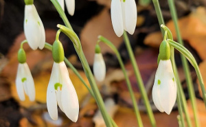 Neobičan prizor u Zemaljskom muzeju BiH: Procvjetala je visibaba