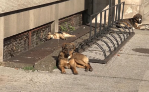 Zabrinjavajući porast napada pasa lutalica u Zenici: Građani traže hitna rješenja