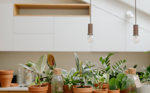 Najvažniji savjeti: Kako njegovati sobne biljke zimi i sačuvati njihov sjaj