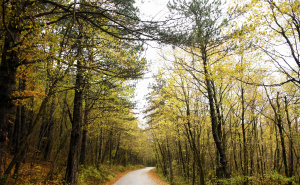 Drveće međusobno komunicira? Naučnici otkrili fascinantnu tajnu prirode