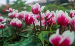 Ciklama dominira zimom: Ovim jednostavnim trikom cvjetaće i kad prođe sezona