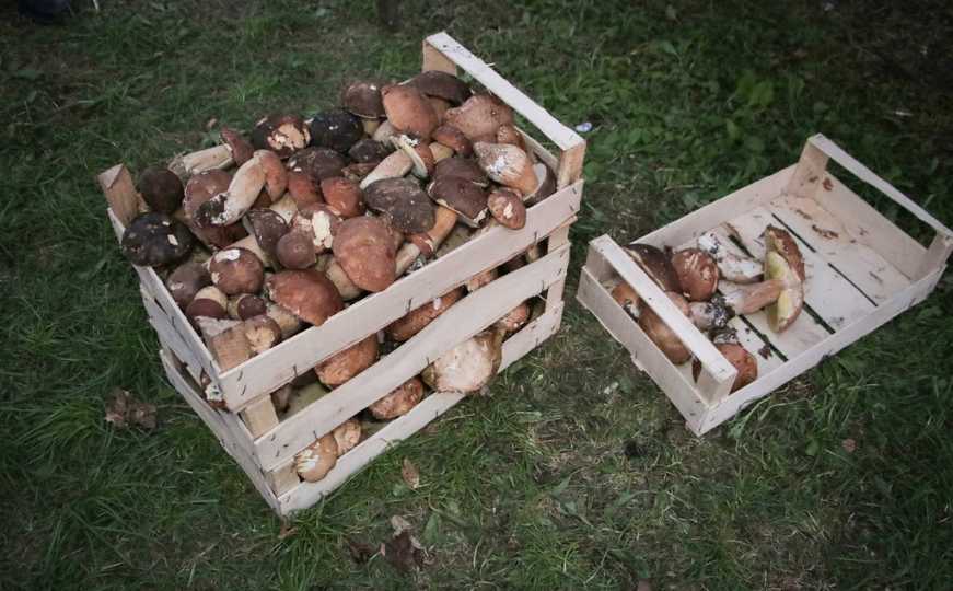 Jednostavna i brza metoda: Ovo je način za uzgoj gljiva kod kuće