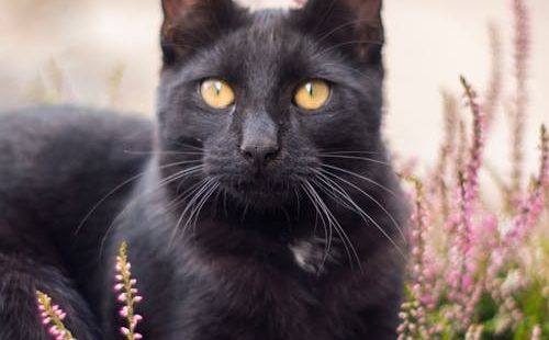 Govorite li njihovim jezikom? Nova studija kaže da ljudi još uvijek ne razumiju mačke