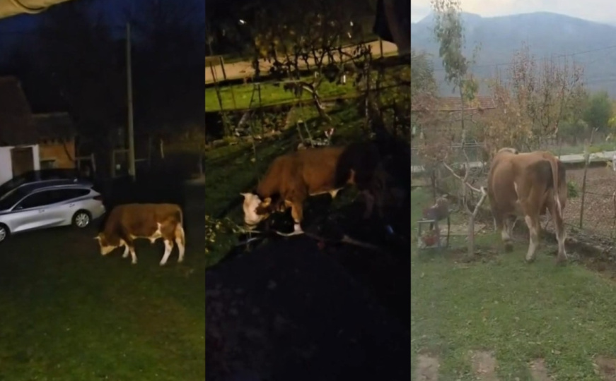 Strah u Gračacu, bik već mjesecima divlja po naselju: "Ta rika kao da je iz pakla"