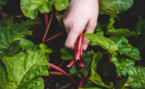 Novembar je idealan mjesec da posadite ove 3 biljke: Na proljeće ćete imati baštu punu povrća