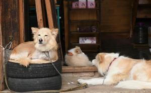 Zemlja regiona stala u kraj držanju pasa na lancu: Kazne idu i do 3.200 KM
