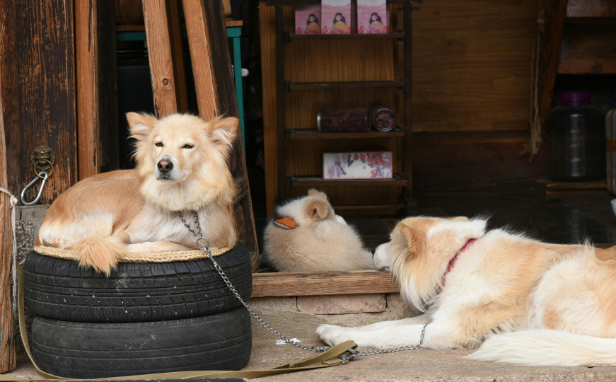 Zemlja regiona stala u kraj držanju pasa na lancu: Kazne idu i do 3.200 KM
