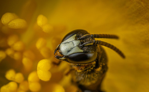Nova vrsta pčele u Australiji: Ima jedinstvene rogove i posebno ime