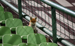 Zanimljiv gost na treningu reprezentacije BiH: Lisica ponovo na tribinama Koševa