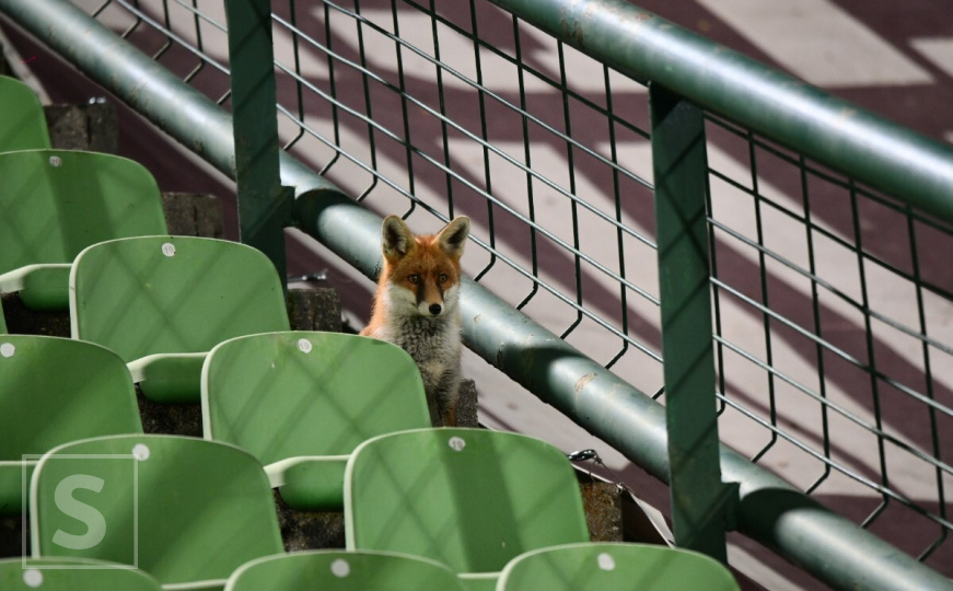 Sa posebnom pažnjom posmatrala naše fudbalere
(FOTO) #ReprezentacijaBiH #StadionKosevo #Lisica
