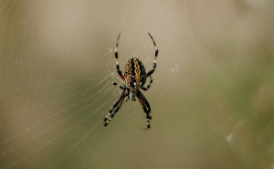 Poseban predmet za tjeranje paukova: Zaboravite na sve insekticide