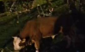 Bik Miško ubijen u Gračacu nakon mjeseci lutanja, mještani ogorčeni: "Kao da smo na Divljem zapadu"