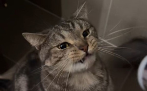 Mačka koja je nasmijala internet: Nevjerovatan način na koji pije vodu