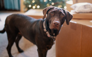 Bizaran slučaj u SAD-u: Čovjek tvrdi da ga je upucao - pas