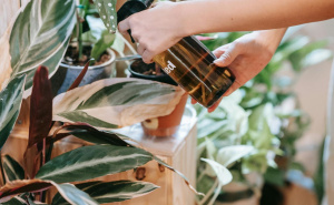 Biljke će vam biti zahvalne: Uklonite nametnike sa sastojkom koji već imate u kući