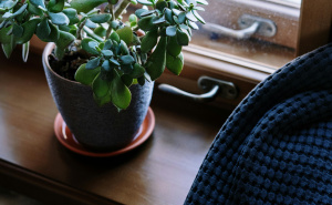 Ova biljka odlično pročišćava zrak u prostoriji: Legende kažu da je i 'magnet za bogatstvo'