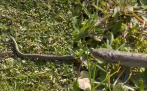 Građanka snimila zmiju u dvorištu: "Krenula je prema kući"
