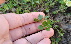 Mišjakinja: Zimska jestiva biljka bogata željezom i vitaminima, može se brati čak i pod snijegom