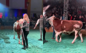 Pravi superstar u poljoprivrednom svijetu: Bik Innovativ prodan za skoro 300.000 KM