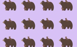 Samo za one sa dobrim vidom: Pronađite drugačijeg medvjeda za manje od 15 sekundi