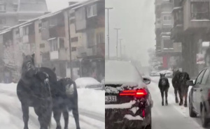 Usred snježnog jutra neobičan prizor: Kobila i ždrijebe prošetali ulicama Travnika