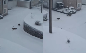 Ovo se rijetko viđa: Lisice u igri, uživaju u snijegu