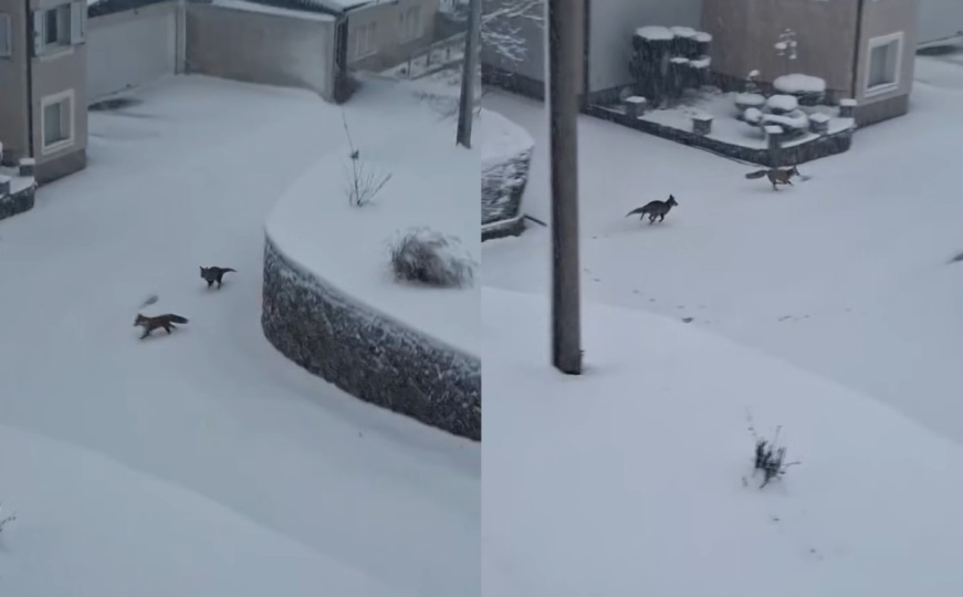 Ovo se rijetko viđa: Lisice u igri, uživaju u snijegu