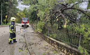 Palo veliko stablo u Mostaru: Vatrogasci morali intervenisati