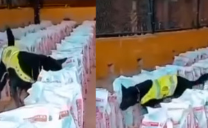 Najveća količina u 10 godina: Kolumbija zaplijenila 14 tona kokaina