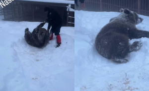 Maša spava, Ljubica se zabavlja: Oduševljavajuća zimska igra medvjedice u Doboju