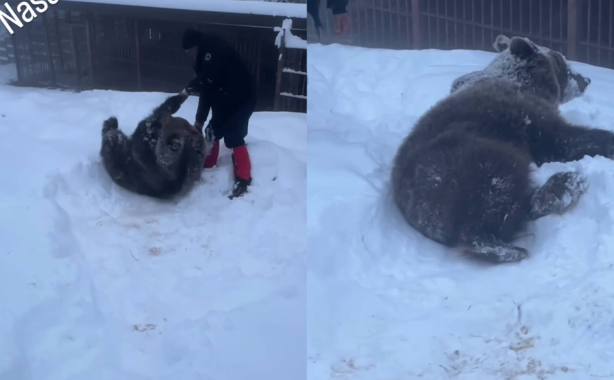Maša spava, Ljubica se zabavlja: Oduševljavajuća zimska igra medvjedice u Doboju