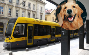 Anketa | Kućni ljubimci u javnom prijevozu: Da li vam smetaju?