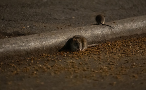 Najezda pacova u New Yorku: Svjetska metropola preplavljena glodarima