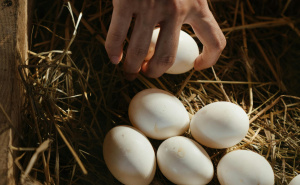 Da li ste probali marinirana jaja? Ukusno jelo koje ide uz baš sve